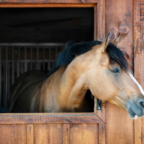 Planning Your Stable Block: Practical Design Tips for Horse Owners
