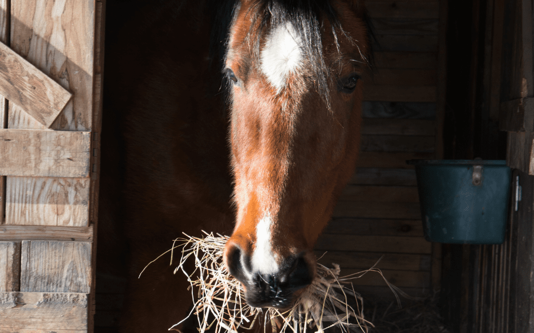 Choosing the Right Hay Rack for Your Stable: A Complete Guide