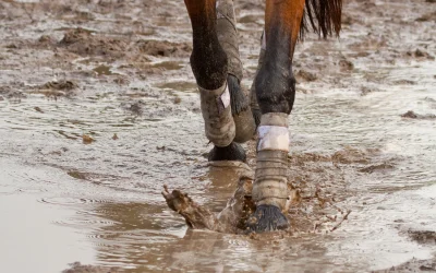 Preparing Your Arena for Autumn and Winter