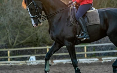 Arena Lighting: How to Keep Riding When the Evenings Get Dark